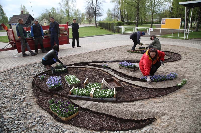 Šodien no rīta pie Gulbenes stadiona rosījās Gulbenes labiekārtošanas iestādes darbinieki. Viņi īstenoja senlolotu sapni - veidoja puķu dobi gulbja formā, kura ziedēs atraitnīšu krāšņumā.
Autors: Gatis Bogdanovs
