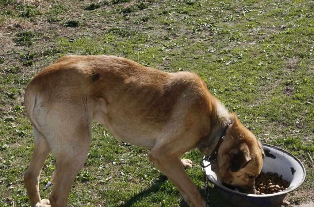 Ciešanās iežmiegta aste, cauri kažokam spīd ribas, bet labsirdīga daba. Tā varētu raksturot ķēdes kranci Kalnienā. Gulbenes dzīvnieku aizsardzības biedrība apciemoja, pabaroja dzīvnieku un tagad cīnās par tā atsavināšanu negodprātīgajam saimniekam.        
Autors: no personiskā arhīva