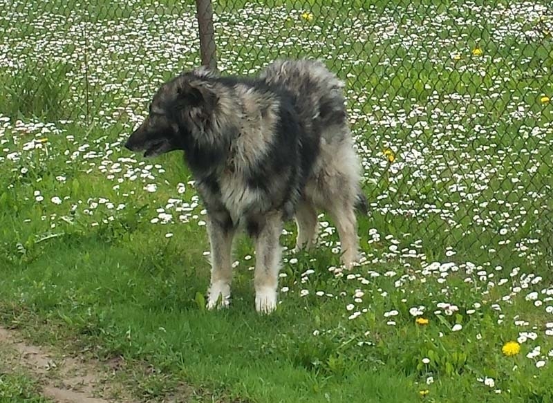 Šāds suns regulāri klīst pa Gulbenē, Liepu ielā.
Autors: Ira Žeigure