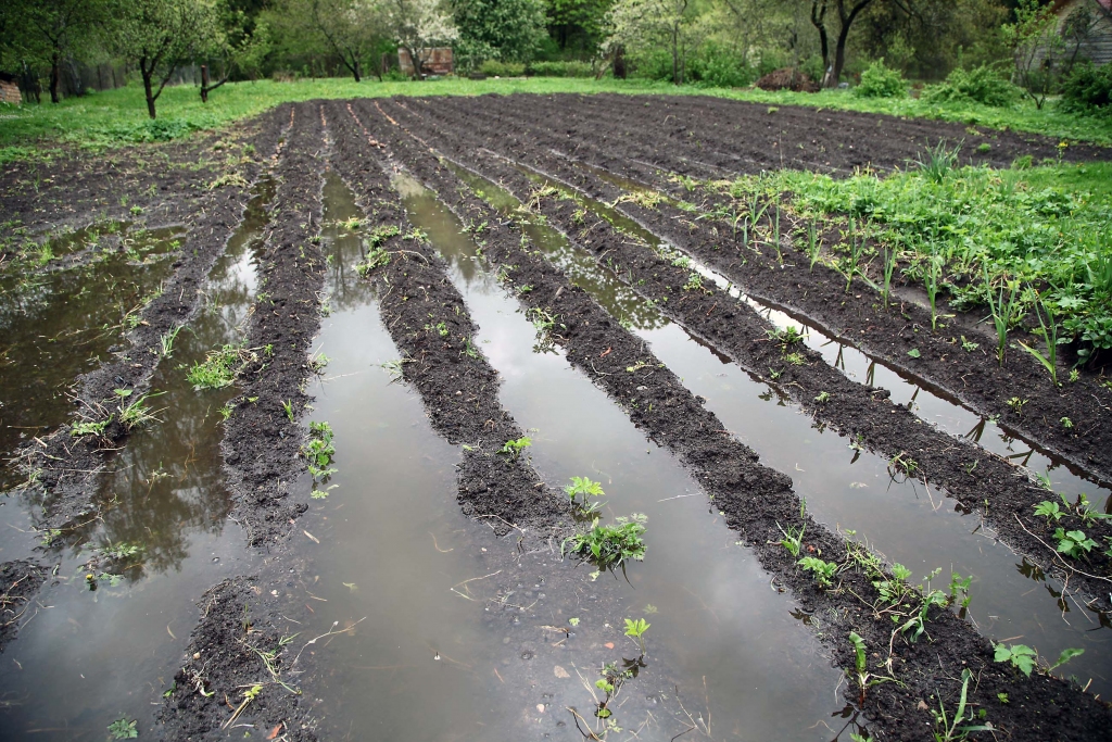 Latvijas Vides, ģeoloģijas un meteoroloģijas centra veiktie aprēķini liecina, ka šogad maijā lietaino dienu bijis jau divas reizes vairāk par ilggadējiem vidējiem rādītājiem. Ilgstoša lietus dēļ applūdušas pļavas un dārzi. Iedzīvotāji raizējas, ka dārzos iesētās sēklas tagad var sapūt, tāpēc steidz saviem spēkiem novadīt ūdeņus, rok grāvjus. Kādā dārzā pilsētā var redzēt, ka iestādītie kartupeļi peld ūdenī. Latvijas Vides, ģeoloģijas un meteoroloģijas centrā “Dzirkstele” noskaidroja, ka mūsu pusē ir nolijušas vairāk nekā divas trešdaļas mēneša normas. Sinoptiķi prognozē, ka turpmākajās trīs dienās nokrišņi nav gaidāmi. Savukārt ar nākamo nedēļu kļūs pavisam silts, pat līdz plus 25, plus 28 grādiem. Tā kā būs karsts, tad sinoptiķi neizslēdz, ka šajā karstajā laikā var būt arī pērkona negaisi un spēcīgas īslaicīgas lietusgāzes. 						    
Autors: Gatis Bogdanovs