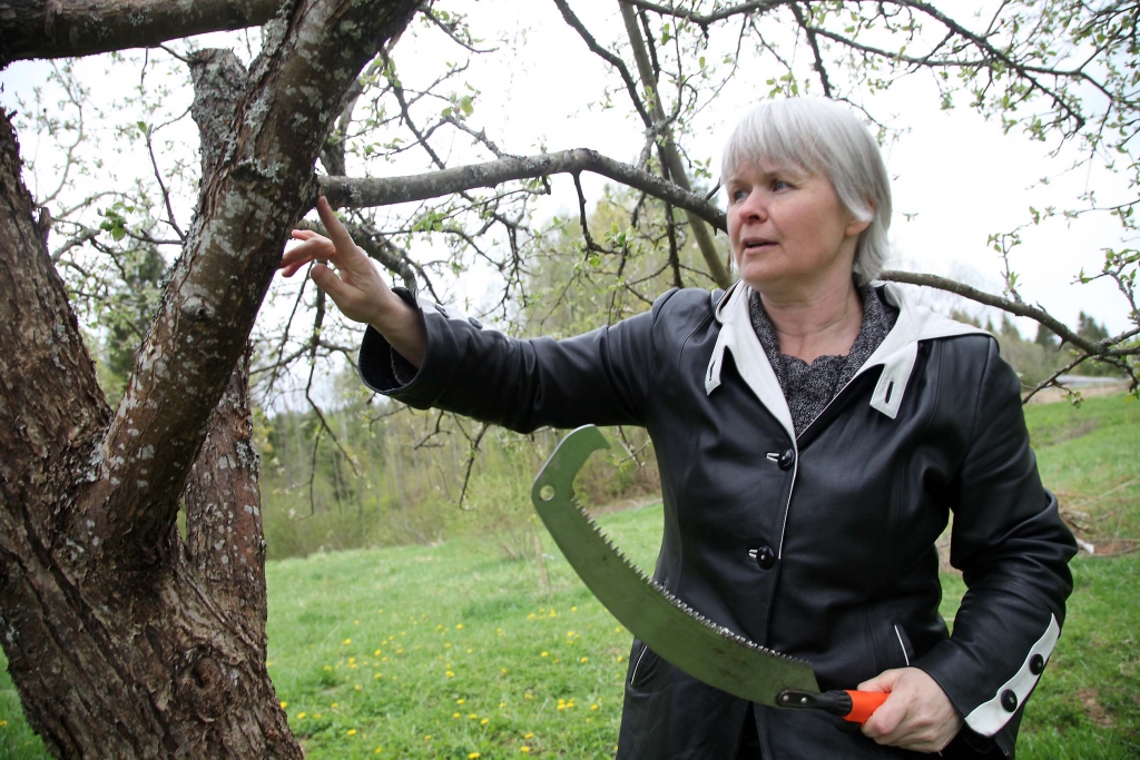 Tehniķe – daiļdārzniece Gundega Rūse no Beļavas pagasta „Mežvidu” mājām bilst, ka viņas sirdslieta esot dekoratīvie augi, tomēr vienlīdz labi un profesionāli viņa jūtas, strādājot augļu dārzā. 								                     
Autors: Gatis Bogdanovs