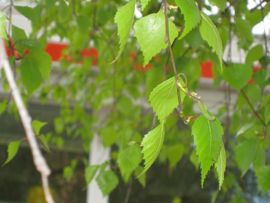 Autors: Tamāra Ulase