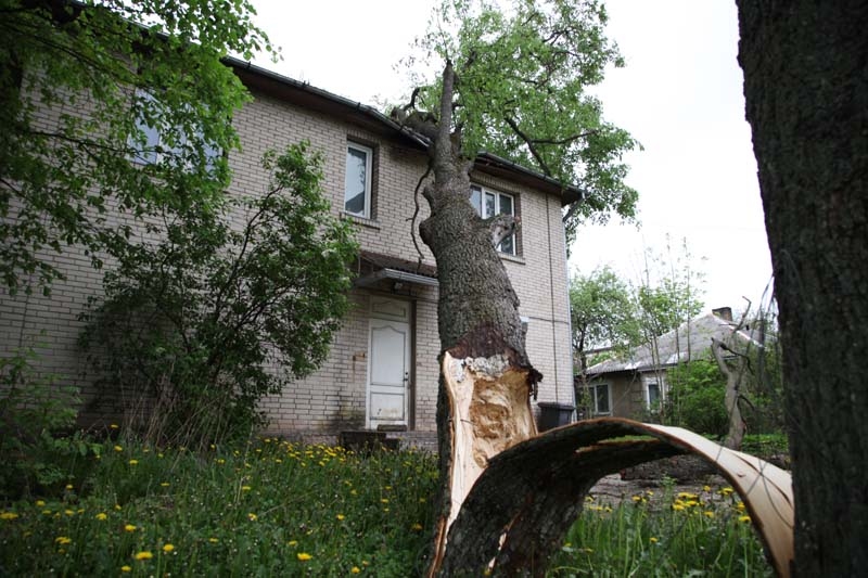 Pirmdien bija divi izsaukumi sakarā ar lielā vēja lauztiem kokiem Gulbenē, Parka ielā, kā arī uz ceļa Beļavas pagastā.
Autors: Gatis Bogdanovs