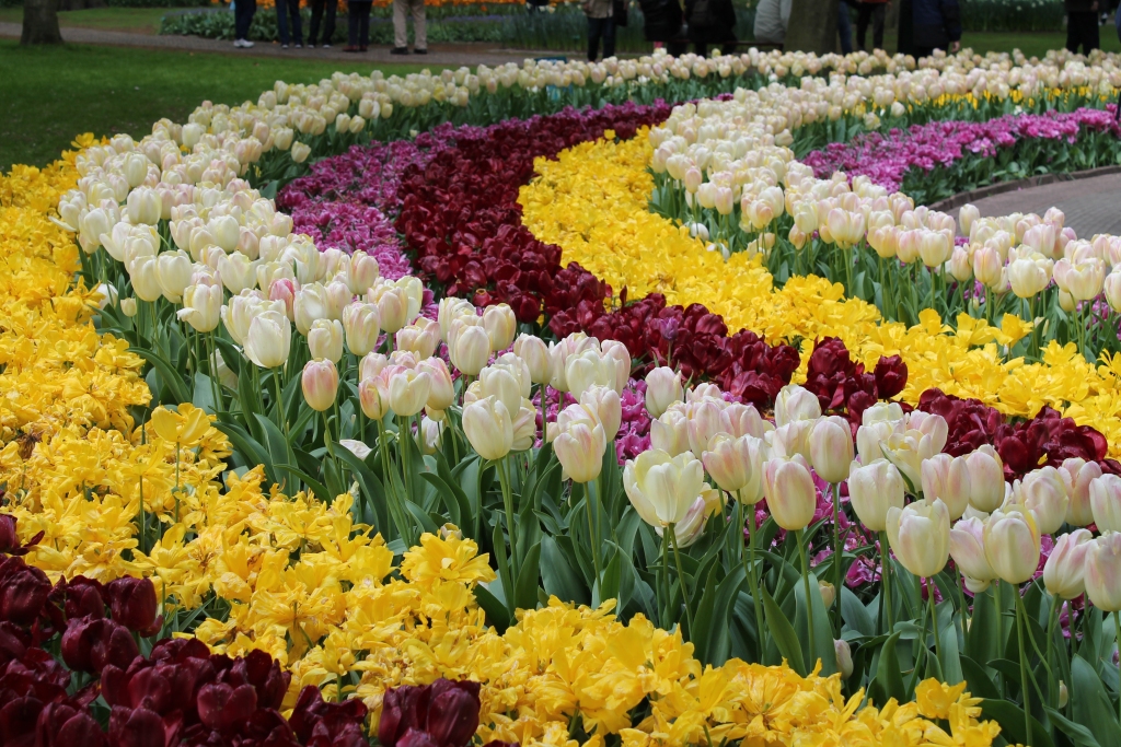 Nīderlandē tulpes 1569.gadā ieveda no Turcijas kā ēdamos sīpolus. Diemžēl holandiešiem tie negaršoja, tāpēc sīpolus izmeta komposta kaudzē. Pavasarī sīpoli krāšņi uzziedēja. Ar savu ziedu skaistumu tulpes iekaroja holandiešu mīlestību līdz pat šai dienai. Bijis laiks, kad tulpju sīpolu iznīcināšana uzskatīta par lielāku noziegumu nekā cilvēka nogalināšana. 
Autors: no personiskā arhīva