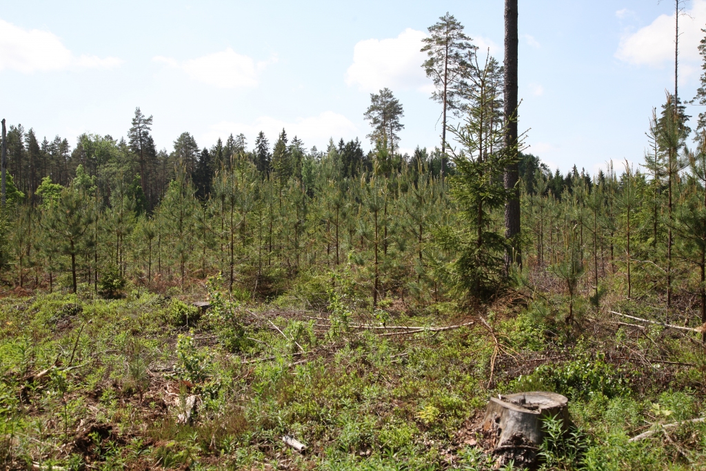 No atjaunotās kopplatības virsmežniecības teritorijā ar skuju kokiem atjaunoti 44,7 procenti no visām platībām.
Autors: Gatis Bogdanovs