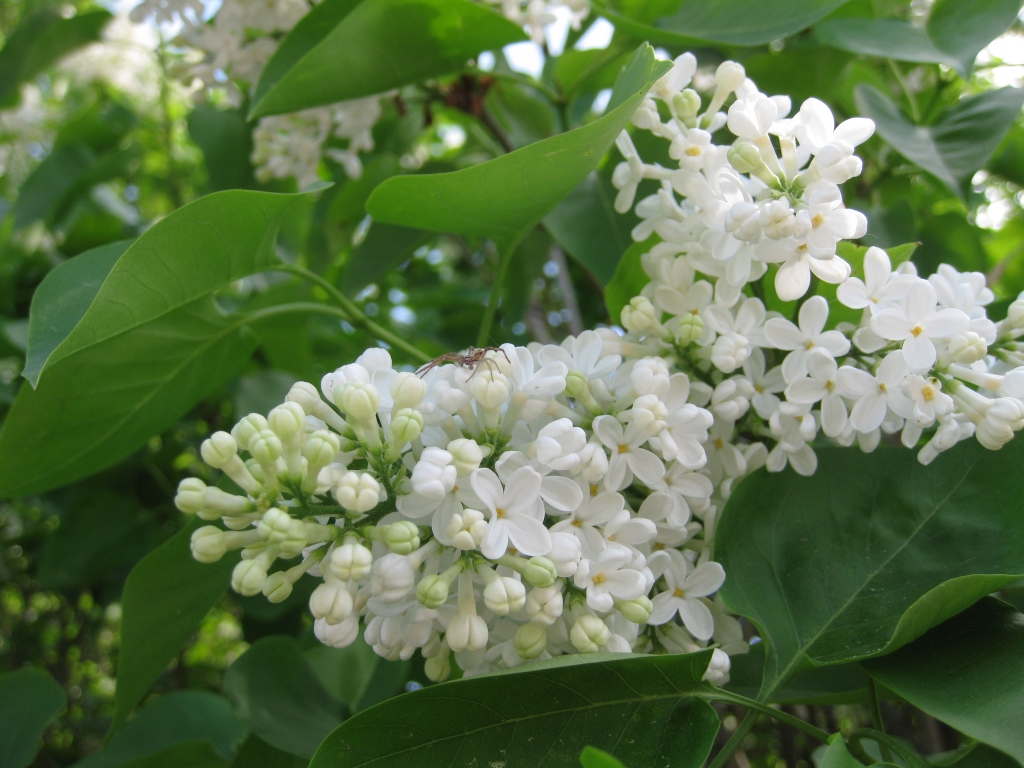 Autors: Pārsla Konrāde