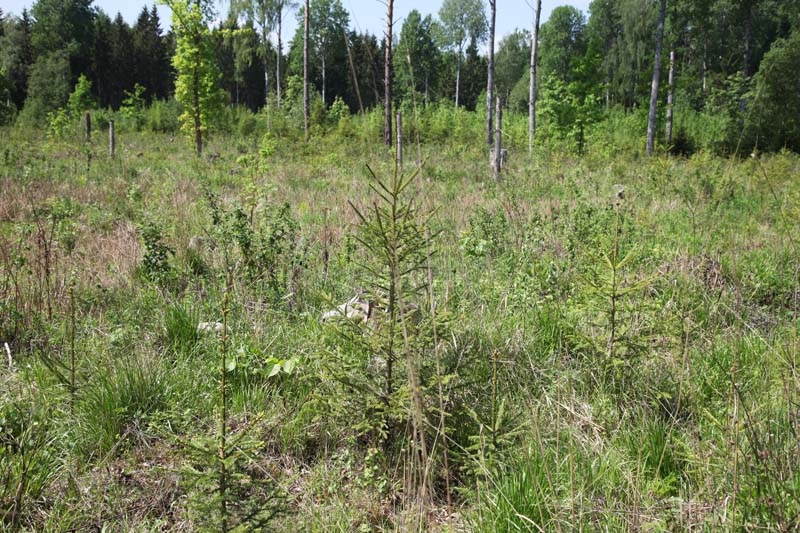 Autors: Gatis Bogdanovs