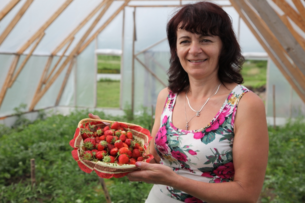 Ak, šī saldā un garšīgā oga zemene! Daudzi ar nepacietību gaida to brīdi, kad atkal varēs izbaudīt tās brīnišķīgo garšu. Tirzas pagasta “Kalnārēs” pirmās zemenes šogad tika nogaršotas jau 14.maijā. Elita Birže jau otro gadu zemenes audzē siltumnīcā un priecājas, ka pirmās ogas var baudīt jau tik agri. 	
Autors: Gatis Bogdanovs