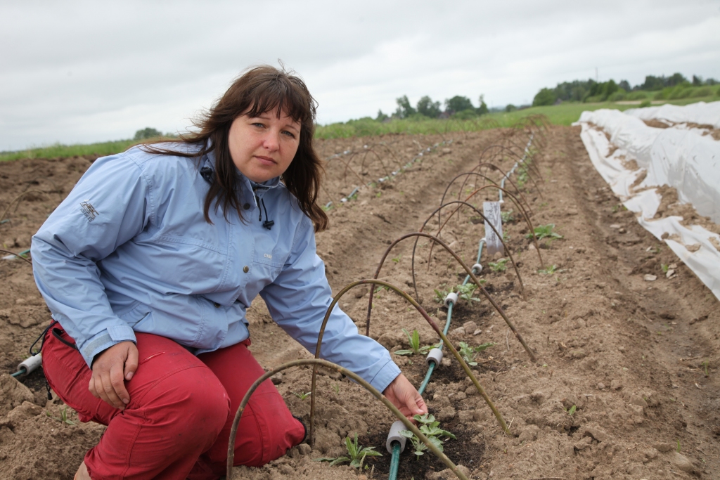 Autors: Evita Brokāne