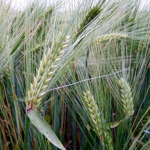 Autors: no interneta