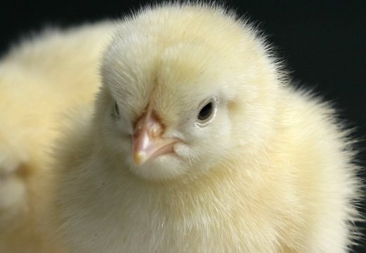 Autors: www.delfi.lv