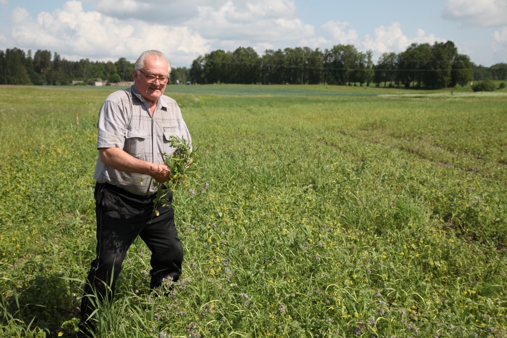 Jaungulbenietis Juris Slaucītājs stāsta, ka vēl pagājušās nedēļas sākumā facēliju laukā sanējušas bites. 
Autors: Gatis Bogdanovs