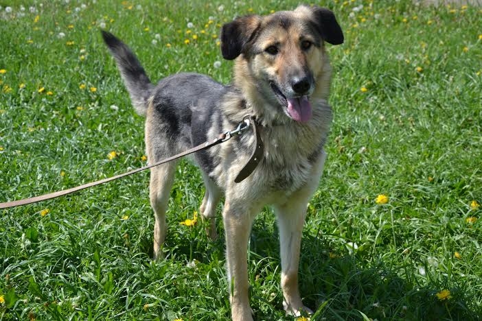 Eira ir nepilnus trīs gadus veca, draudzīga sunīte.
Autors: no dzīvnieku mājas 