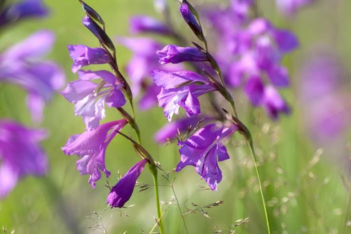 Jumstiņu gladiola (Gladiolus imbricatus). Latvijas Sarkanās grāmatas 3.kategorija. Baltijas jūras reģiona Sarkanā grāmata. 
Autors: Andris Soms