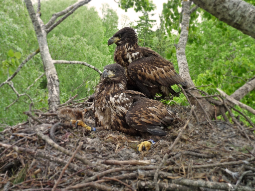 Jūras ērglis.
Autors: Publicitates foto