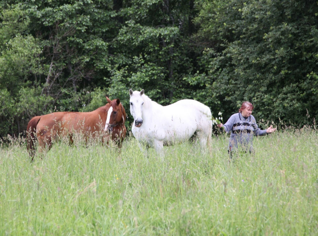 Zirgi ganās skaistajās, jāņuzālēm pilnajās pļavās. Izdzirdot saimnieces Līgas Bukovskas balsi, tie vienmēr dodas viņai pretī. 
Autors: Gatis Bogdanovs