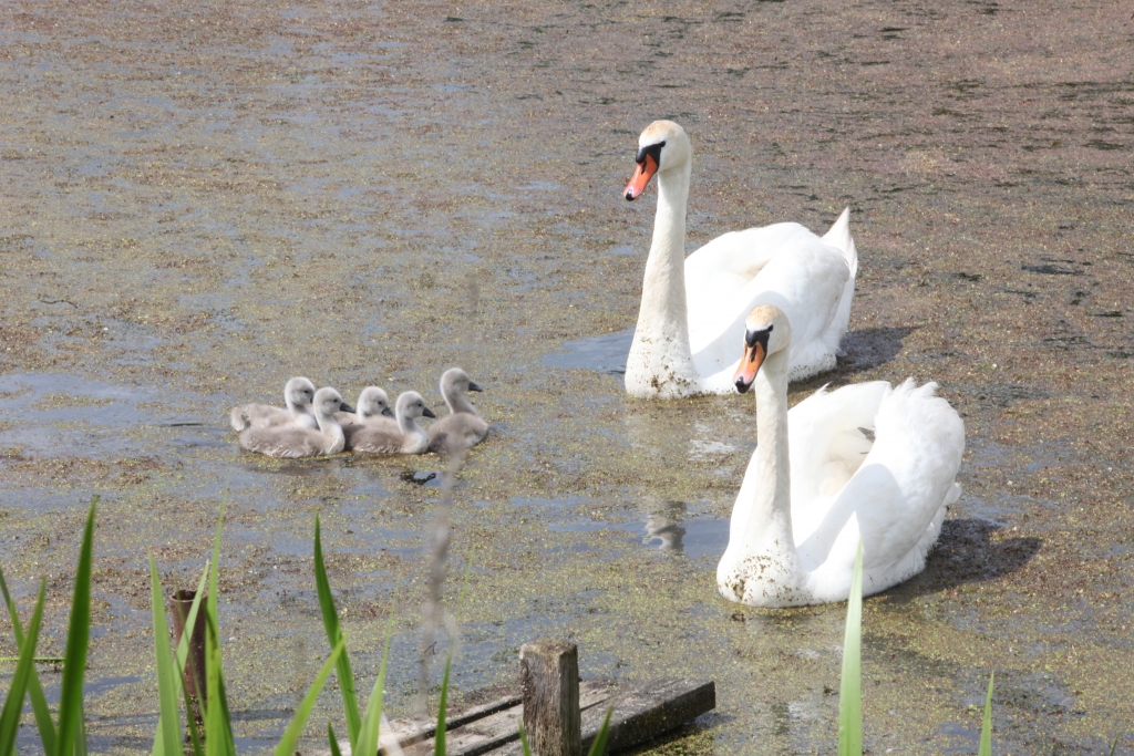 Gulbji par mēreni silto vasaru nebēdā, nupat Dzirnavu dambī gulbju ģimene izvedusi parādīt savus piecus mazuļus. 	
Autors: Gatis Bogdanovs