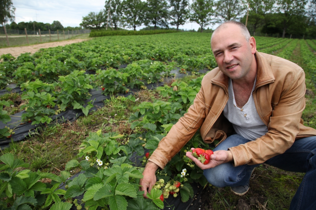 “Šķirnes ‘Sonāte’ zemenēm ir teicama garša un izskats, turklāt tās ir labi piemērotas transportēšanai. Var redzēt, ka ogu ir daudz, tāpēc labos laika apstākļos raža būs bagāta,” secina “Sprogu” īpašnieks Ivars Tīcs.  
Autors: Gatis Bogdanovs
