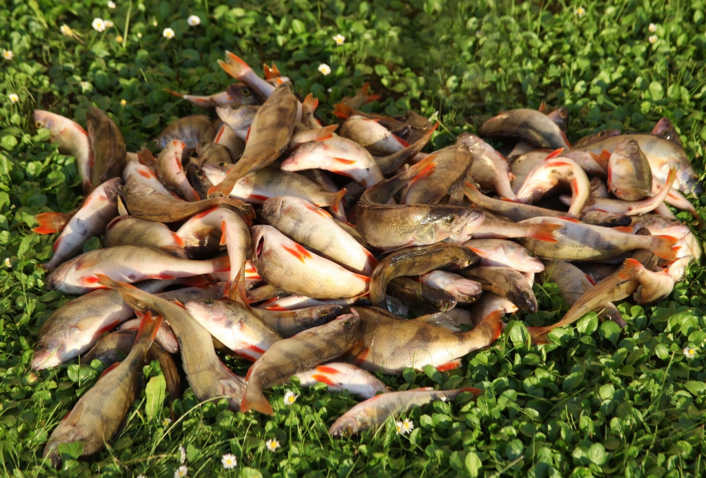 Autors: Gatis Bogdanovs