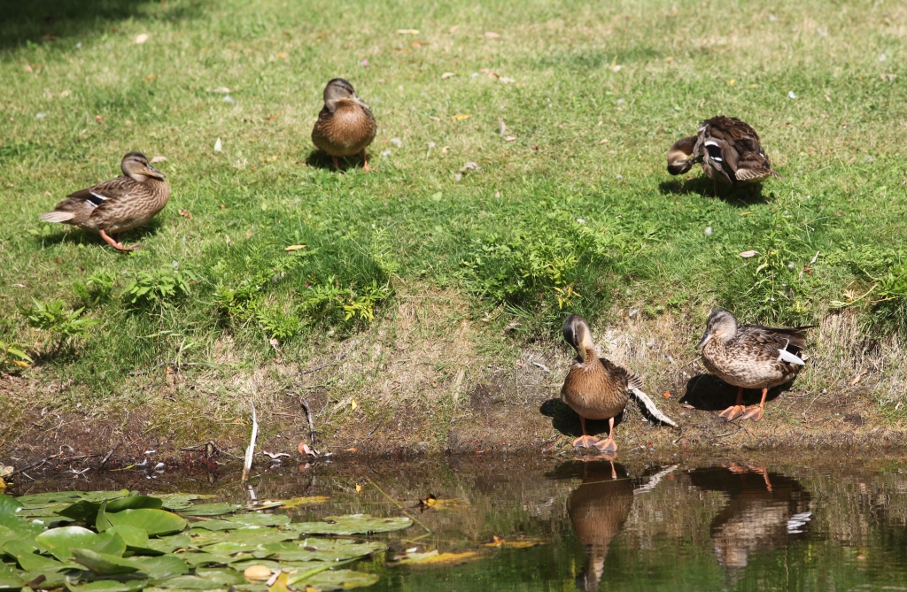 Lai arī pīlēm patīk plunčāties dīķos, ne reizi vien tās mana arī uz ceļa. Bēdīgi tas beidzās pāris pīlītēm šonedēļ, kuras kāds autovadītājs notrieca pilsētā, pretī ugunsdzēsēju depo. 
Autors: no “Dzirksteles” arhīva