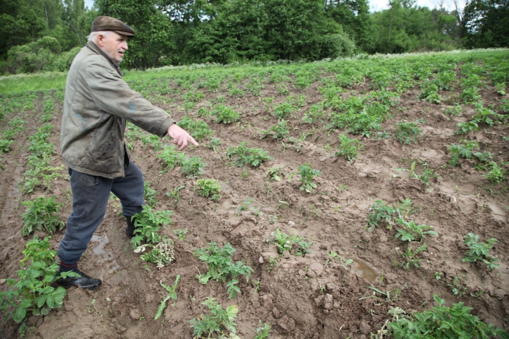 Daukstu pagasta „Ozolleju” māju saimnieks Pēteris Ābeltiņš ir sarūgtināts par meža cūku postījumiem nelielajā kartupeļu tīrumā. Saimniekam ir noslēgts medību tiesību nomas līgums, tikai viņš to pats bija piemirsis. 

Autors: Gatis Bogdanovs