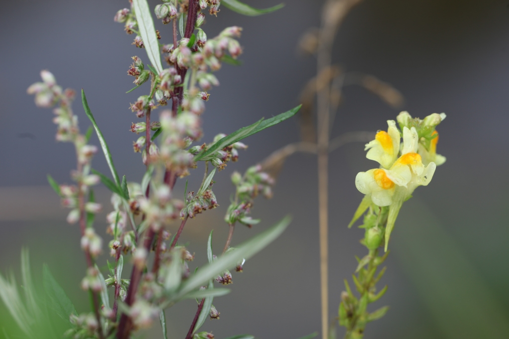 Autors: Gatis Bogdanovs