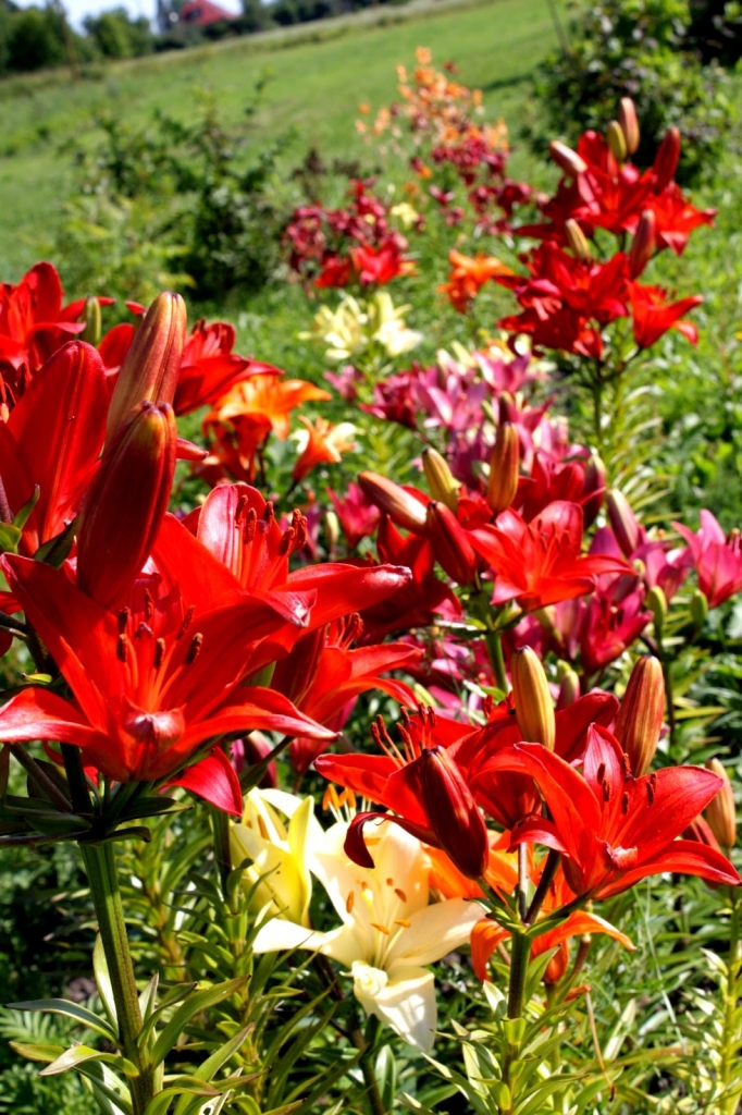 Autors: www.musustienuzi.blogspot.com