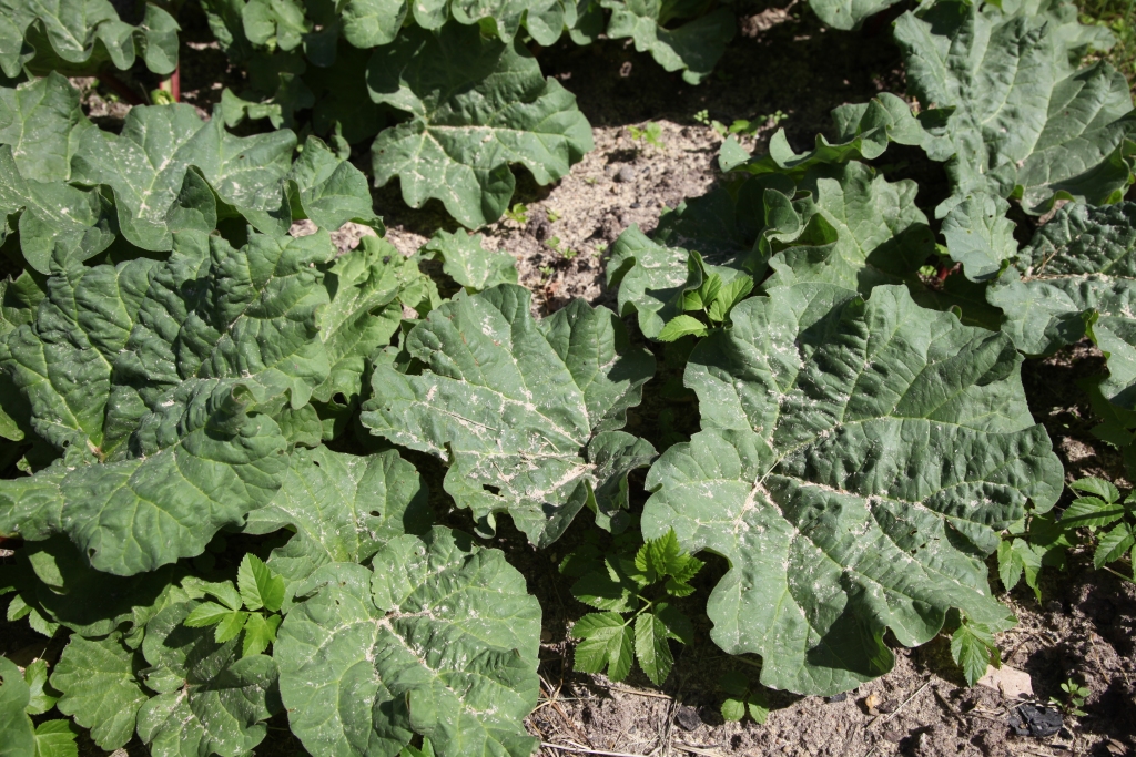 “Drīliņu” privātmājas iemītniekiem nav paveicies – īpašums atrodas tieši blakus gaterim. Ir dienas, kad vēja nestās skaidas mājas pagalmā birst kā sniegs. Komforts “Drīliņos” atkarīgs nevis no mūsdienu tehnoloģijām, bet no vēja virziena.
Autors: Gatis Bogdanovs