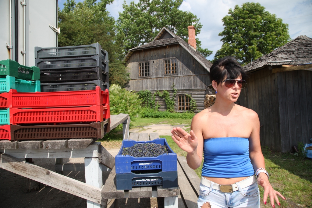 Oniksa Balode, kura ne tikai palīdz uzpirkt ogas, bet arī pati ir devusies uz mežu mellenēs, stāsta, ka ogu šogad ir ļoti maz, pat neesot vērts braukt uz mežu.
Autors: Evita Brokāne