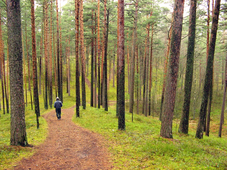 Autors: www.dziedava.lv