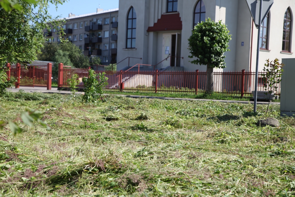 Vēl pagājušajā nedēļā te kuploja pāraugusi zāle, bet, gaidot Gulbenes Pilsētas svētkus, pļavas vairs nav. Atlicis vēl tikai sakasīt zāli. 
Autors: Ginta Alberte