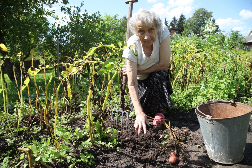 Gulbeniete Milda Ziediņa, kura dzīvo Ozolu ielā un dārzā kartupeļiem atvēlējusi tikai dažas vagas, ir norūpējusies, jo stādījumu piemeklējusi kartupeļu lakstu puve. Slimību veicinājis pārliekais augsnes mitrums un siltais gaiss. „Lakstu puve ir slapjās vasarās. Tad pēc lietus vagās stāv ūdens. Ir bijuši gadi, kad sapūst gan laksti, gan kartupeļi un viss smird pēc puvuma. Vakar raku kartupeļus pusdienām un pārliecinājos, ka ir sākuši bojāties arī bumbuļi,” stāsta M.Ziediņa.	
Autors: Gatis Bogdanovs