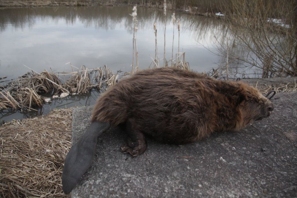 Ievērojot bebru fizioloģiju, pieņemts lēmums par šīs sugas medību termiņa pārcelšanu, atļaujot medības sākt agrāk, attiecīgi arī beigt agrāk un līdz ar to agrāk uzsākot dzīvnieku saudzēšanas periodu.    
Autors: no arhīva