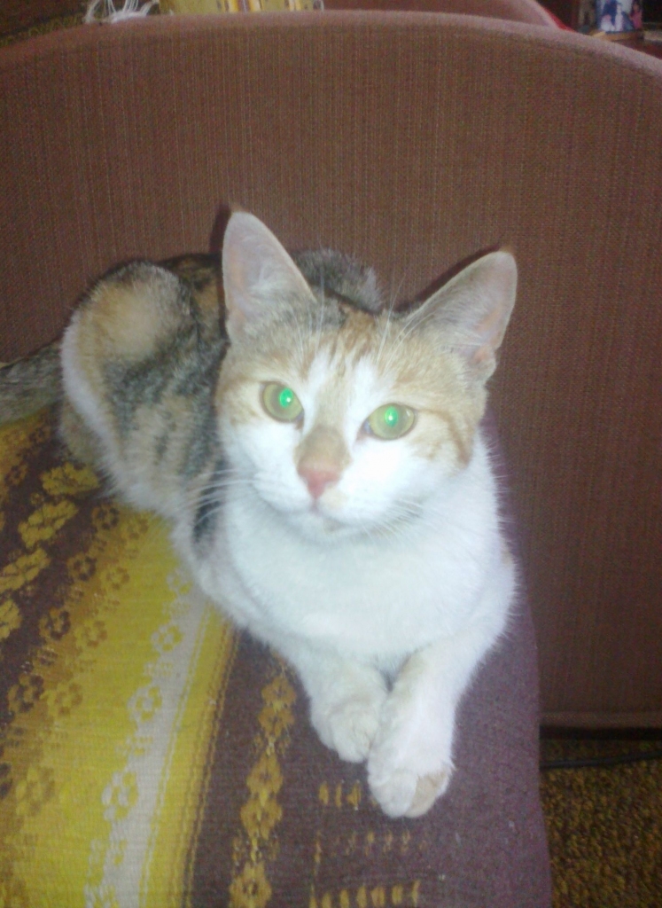 Gulbenē, Blaumaņa ielā 1b (kotedžās), pieklīdusi ļoti mīlīga kaķenīte.
Autors: no personiskā arhīva