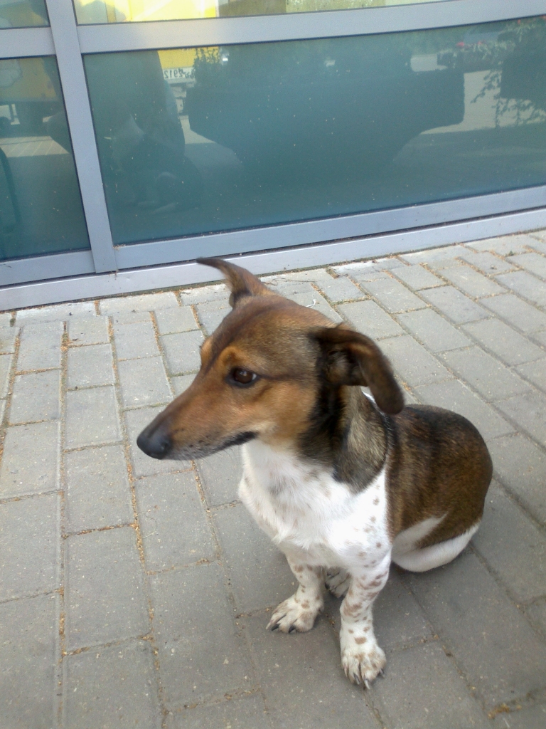 Gulbenē pie veikala “Beta” ir pieklīdis ļoti draudzīgs un tajā pašā laikā bailīgs sunītis. Viņš ir kopts un barots.
Autors: no personiskā arhīva