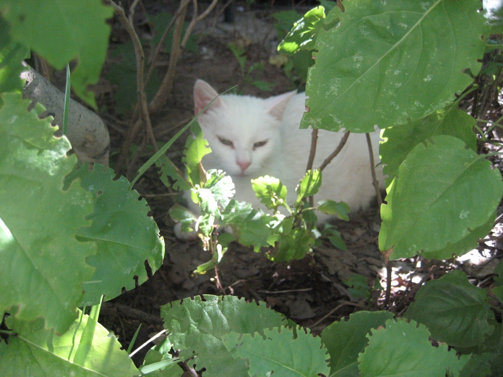 Autors: Diāna Odumiņa