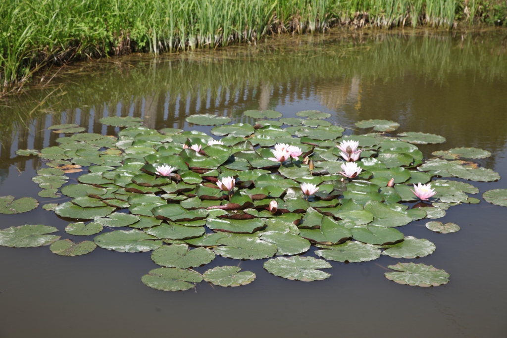 Autors: Gatis Bogdanovs