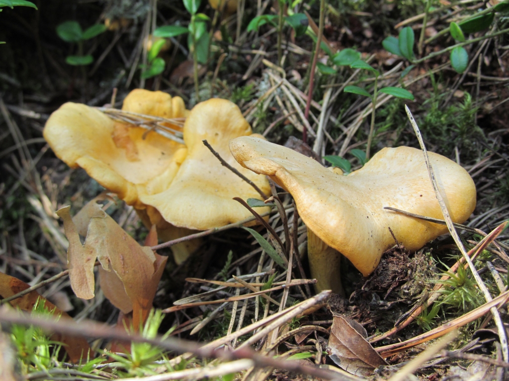 Autors: Aija Konrāde