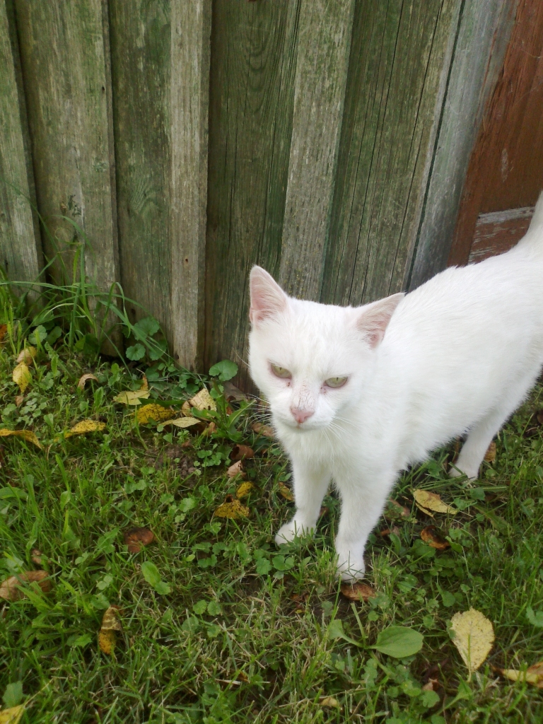 Dzīvnieku aizsardzības biedrības paspārnē baltā kaķene likusi manīt, ka nav dzimusi uz ielas. Viņa ir mājas kaķis, kas nezināmu iemeslu dēļ ir izmests uz ielas. 
Autors: Ira Žeigure