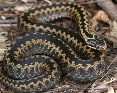 Autors: no interneta