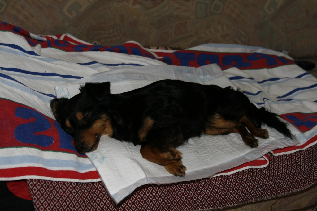 Vēl dzīvu izpestīto nobadināto suņuku pie sevis paņēma gulbeniete Ira Žeigure, kura auklēja dzīvnieku kā bērnu, neatstājot ne uz mirkli, sauca palīgā veterinārārstu. Suns nodzīvoja vēl tikai vienu dienu. “Vismaz mirdams viņš juta, ka ir kādam vajadzīgs,” saka I.Žeigure.  
Autors: no personiskā arhīva