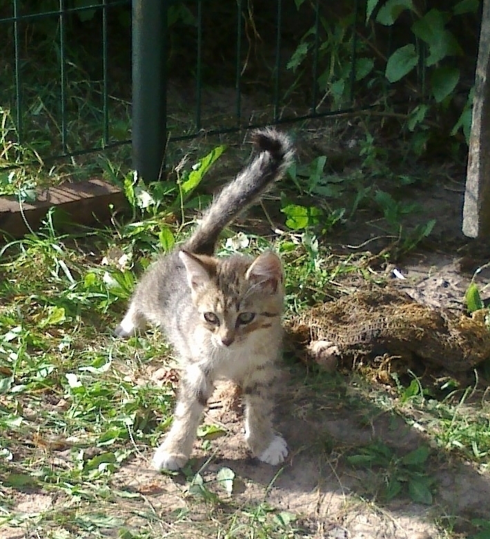 Gulbenē, Rīgas ielā, kādā pagalmā šonedēļ uzradies mīlīgs runčuks.
Autors: Irina Žeigure