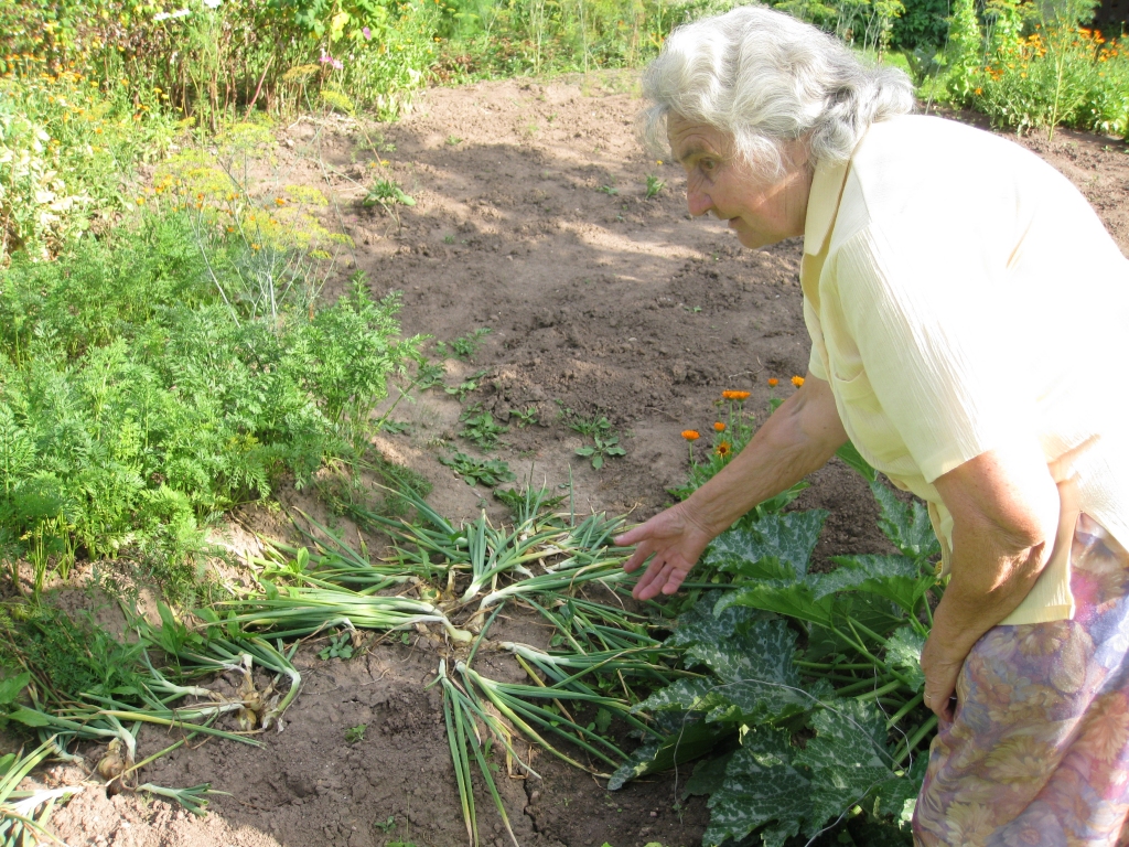 “Viss mans vasaras darbs ir vējā,” saka Krasta ielas iedzīvotāja Venita no Gulbenes. Zaglis dārziņā privātmājas pagalmā iesprucis nakts melnumā un darbojies pa galvu, pa kaklu. Pielāčojis un aizlaidies. 
Autors: Diāna Odumiņa