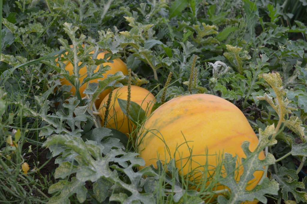 Agrās šķirnes, kas šobrīd ir gatava, arbūzi ir ar dzeltenu mizu un sarkanu mīkstumu. Tatjana Ābeltiņa stāsta, ka tie ir ļoti sulīgi, nav miltaini, ar saldenskābu garšu un mazām sēkliņām, ko var arī ēst, un arī mīkstums ir ēdams līdz pat mizai - ar visu baltumu. 	
Autors: no privātā arhīva