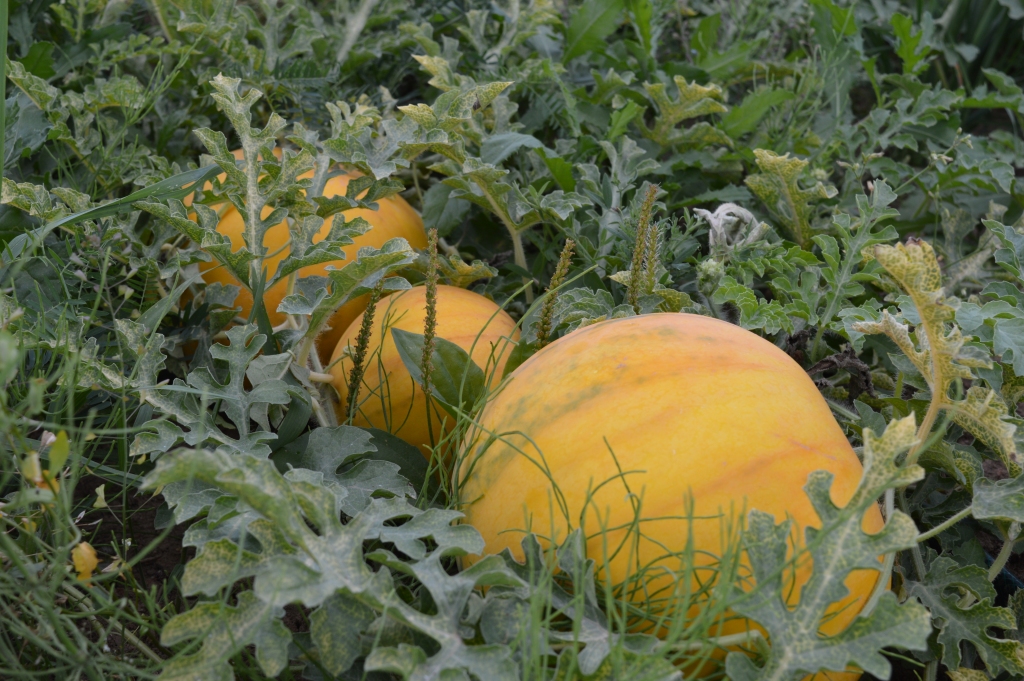 Agrās šķirnes, kas šobrīd ir gatava, arbūzi ir ar dzeltenu mizu un sarkanu mīkstumu. T.Ābeltiņa stāsta, ka tie ir ļoti sulīgi, nav miltaini, ar saldenskābu garšu un mazām sēkliņām, ko var arī ēst, un arī mīkstums ir ēdams līdz pat mizai - ar visu baltumu.
Autors: no privāta arhīva