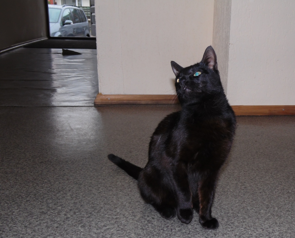 Šefiņu meklējat? Tas ir viņš! Varbūt jūs vēlaties viņu savās mājās?
Autors: no personiskā arhīva