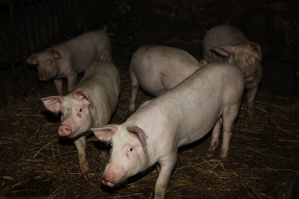 Autors: Pārsla Konrāde