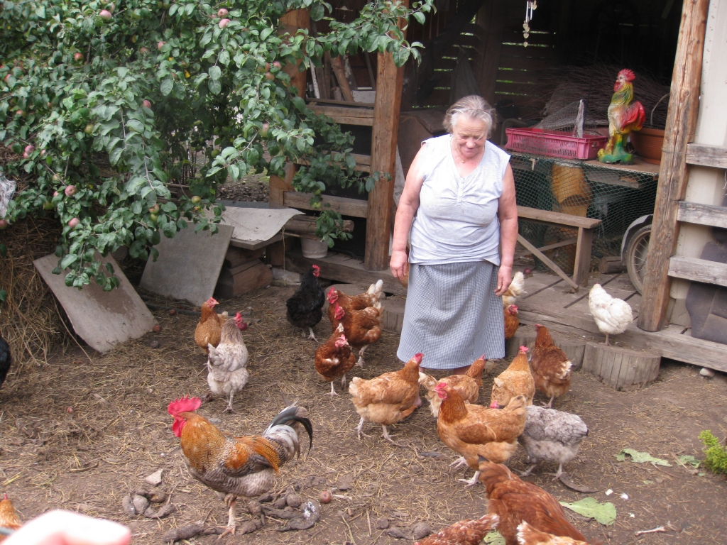 Uz desmit vistām vajagot vienu gaili. Tagad pēc policijas rīkojuma Nellijas Biezās vistu kūtī no diviem gaiļiem palicis vairs tikai viens. Tam būs čakli jāpilda plāns olu ražošanā un, cerams, nebūs spēka un laika rīta dziesmām, kas traucē kaimiņu naktsmieru. 
Autors: Diāna Odumiņa