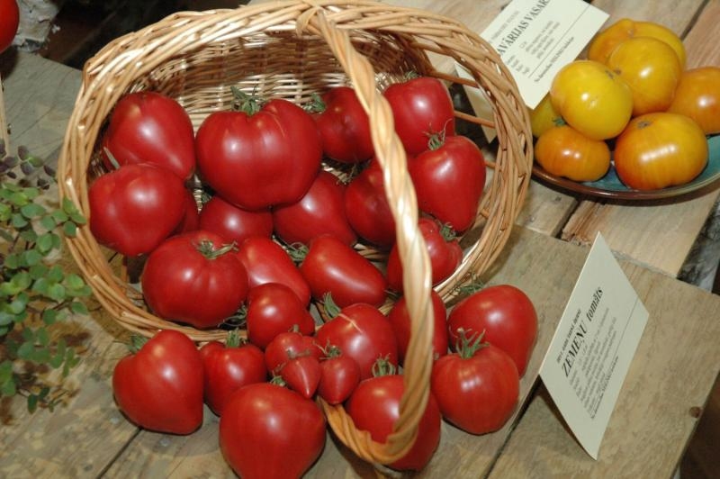 Autors: no Latvijas Dabas muzeja arhīva