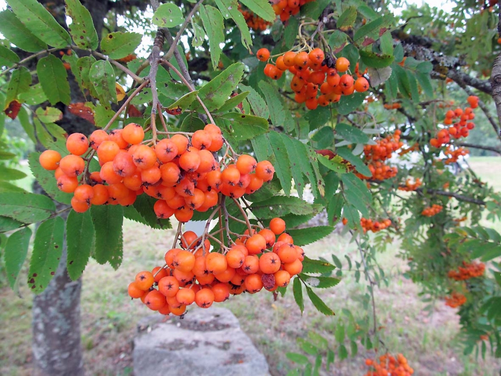 Autors: pārsla konrāde